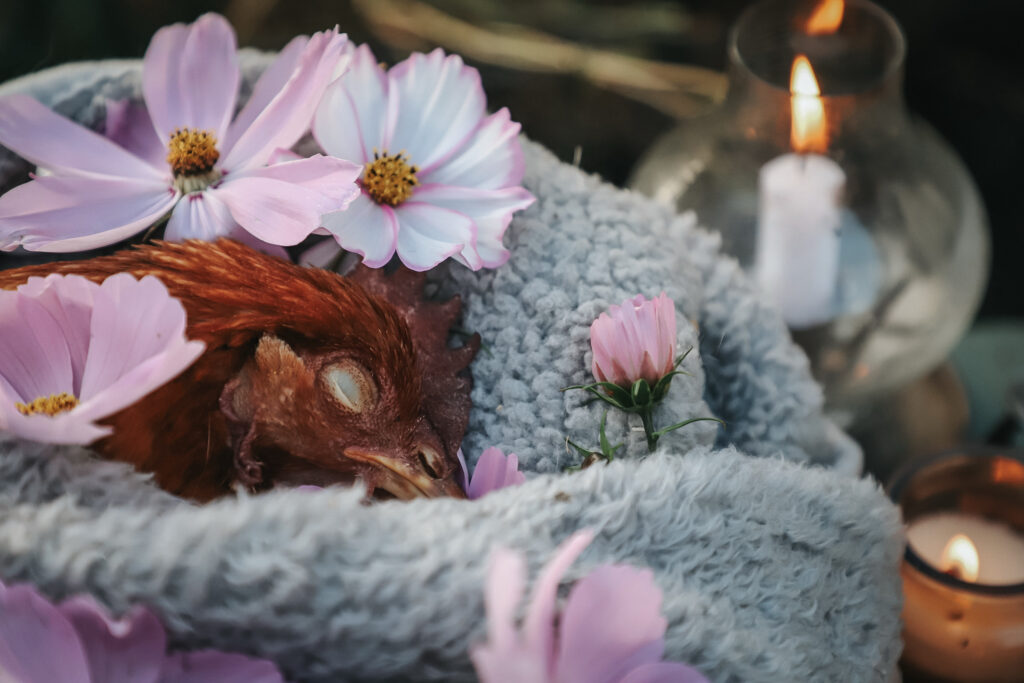 Lebenshof Schleswig-Holstein 158