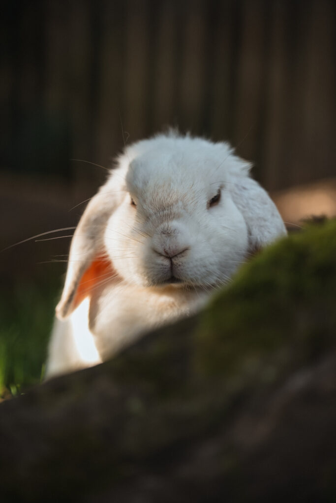 Lebenshof Schleswig-Holstein 72