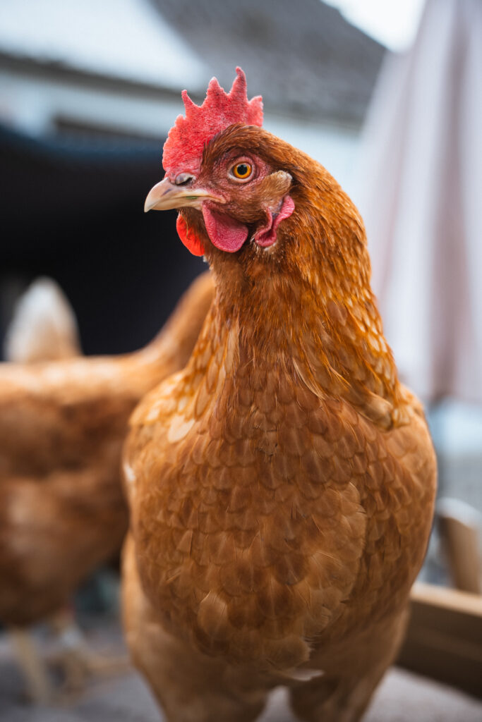 Lebenshof Schleswig-Holstein 5