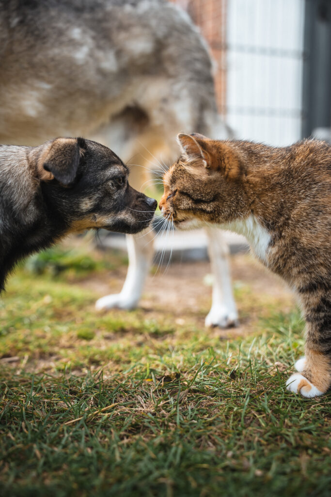 Lebenshof Schleswig-Holstein 7