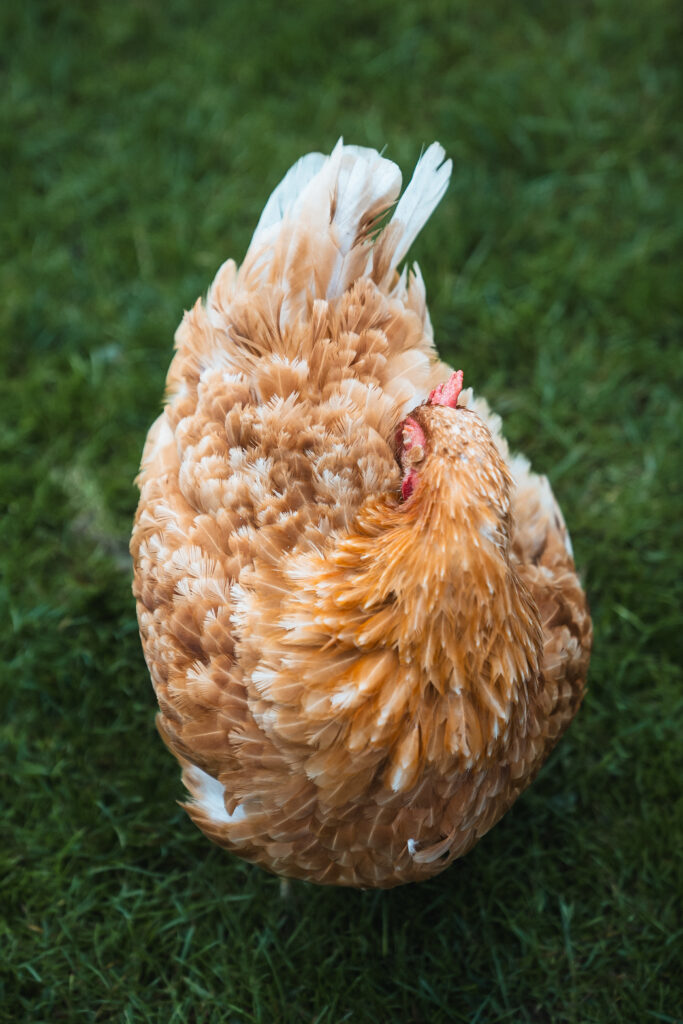 Lebenshof Schleswig-Holstein 13