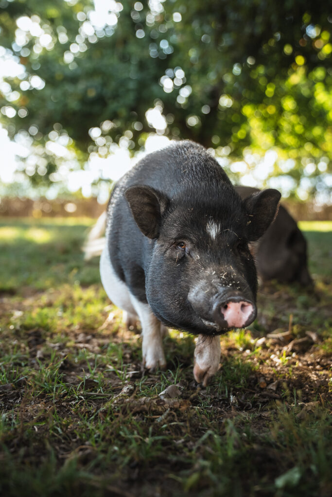 Lebenshof Schleswig-Holstein 17