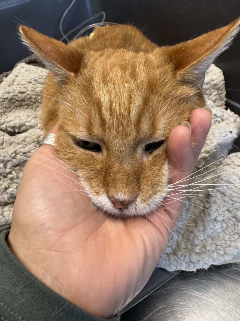 Lebenshof Schleswig-Holstein 16