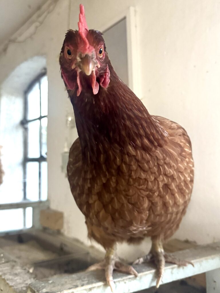 Lebenshof Schleswig-Holstein 124