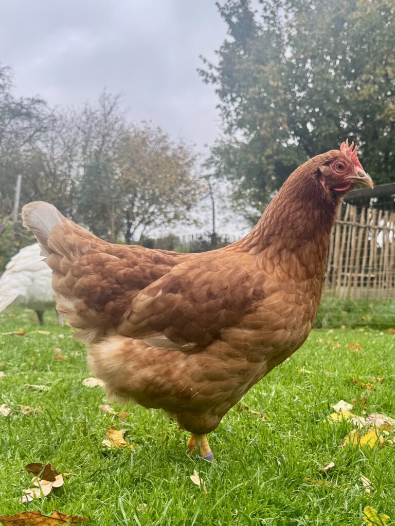 Lebenshof Schleswig-Holstein 130