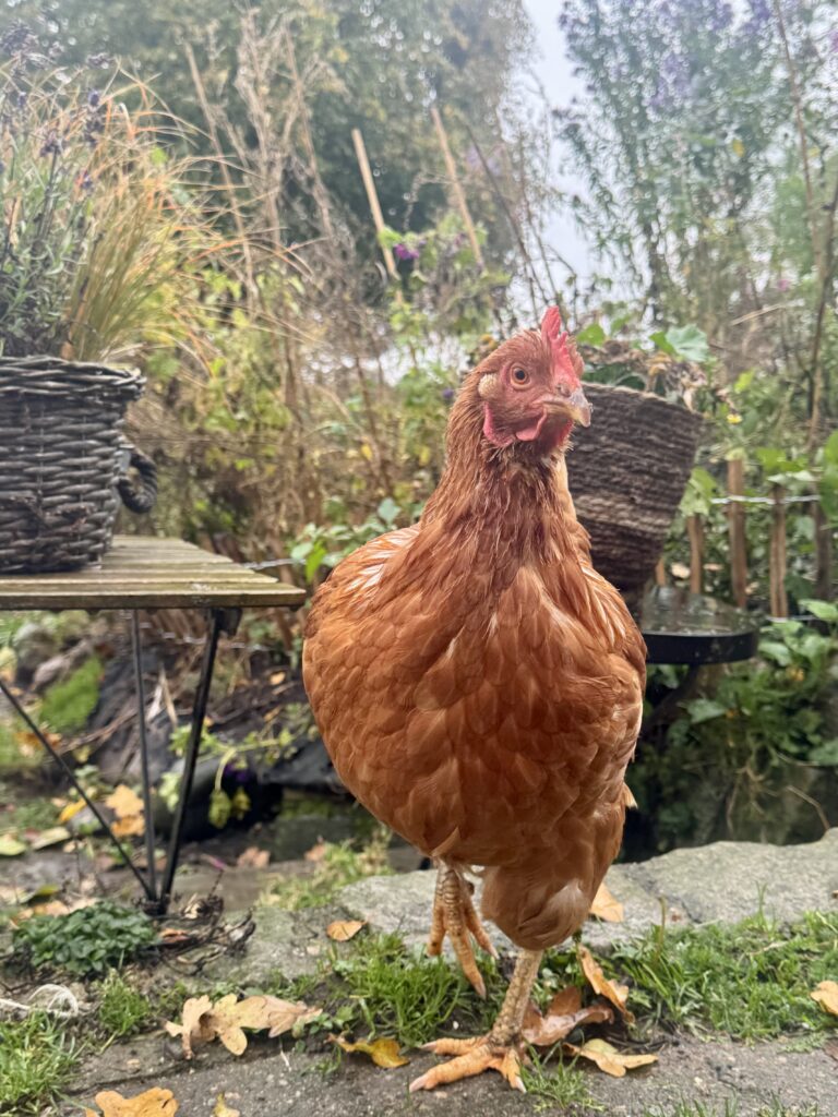 Lebenshof Schleswig-Holstein 128