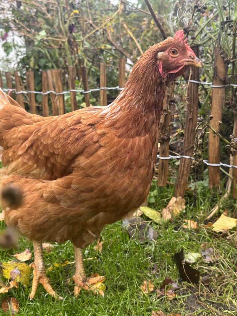 Lebenshof Schleswig-Holstein 132