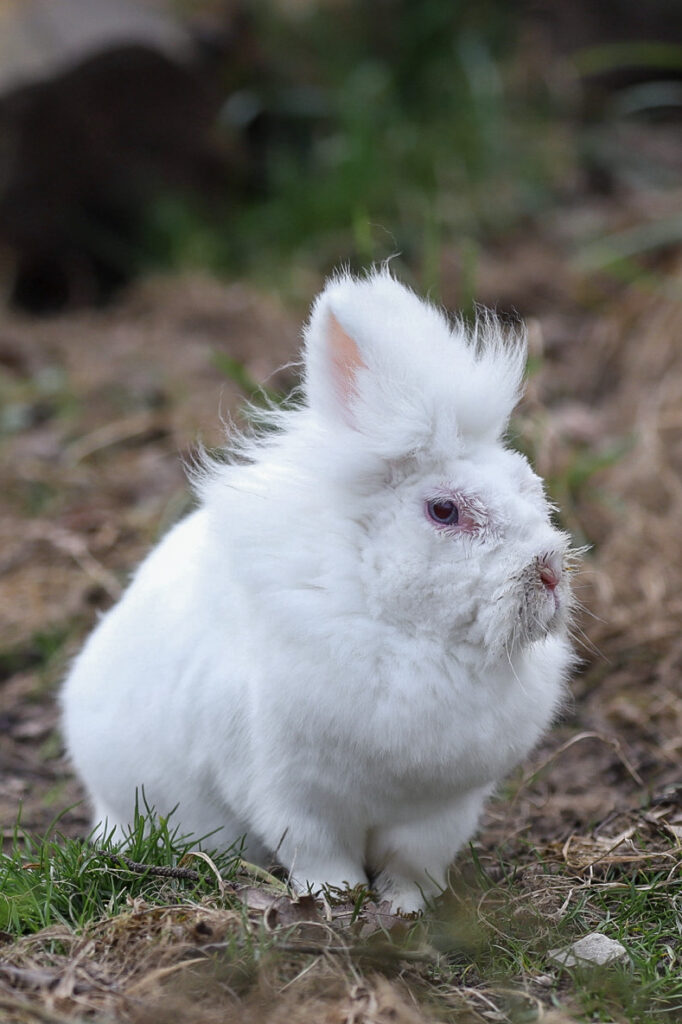 Lebenshof Schleswig-Holstein 70