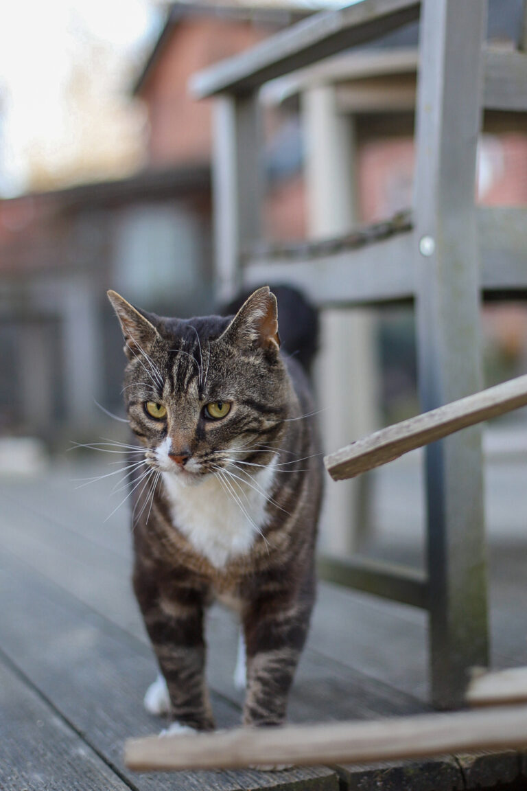 Lebenshof Schleswig-Holstein 20