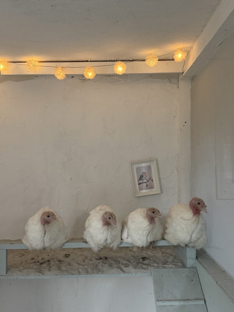 Lebenshof Schleswig-Holstein 76