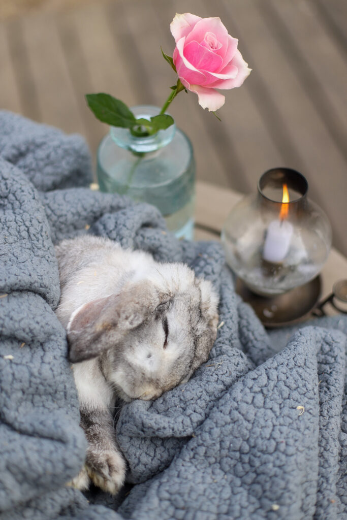 Lebenshof Schleswig-Holstein 162