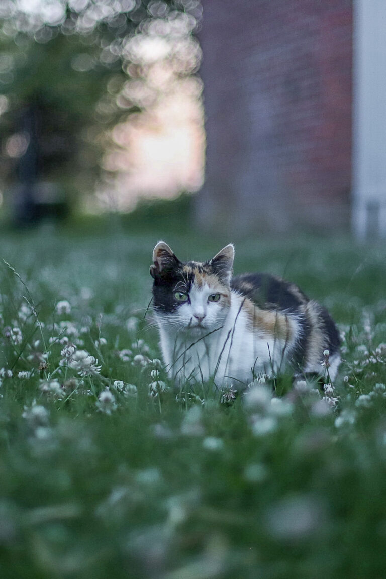 Lebenshof Schleswig-Holstein 24