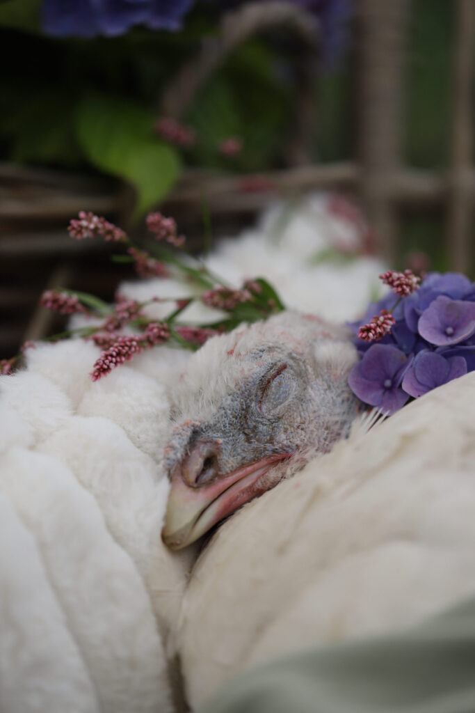 Lebenshof Schleswig-Holstein 154