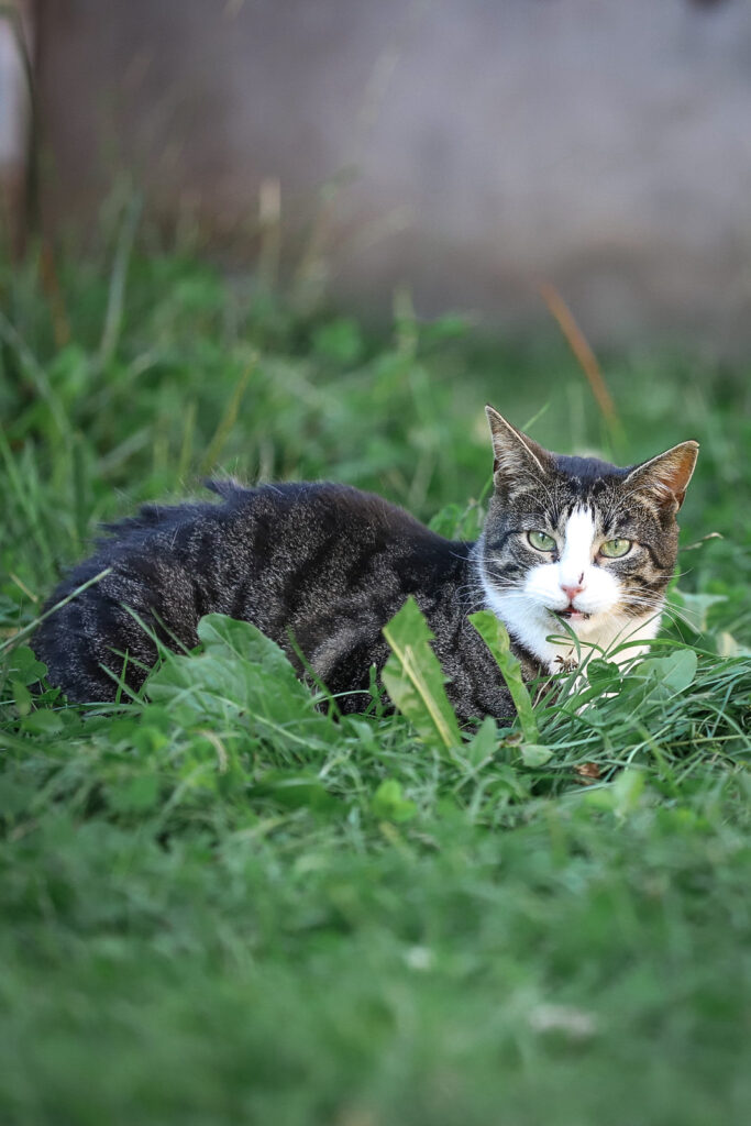 Lebenshof Schleswig-Holstein 28