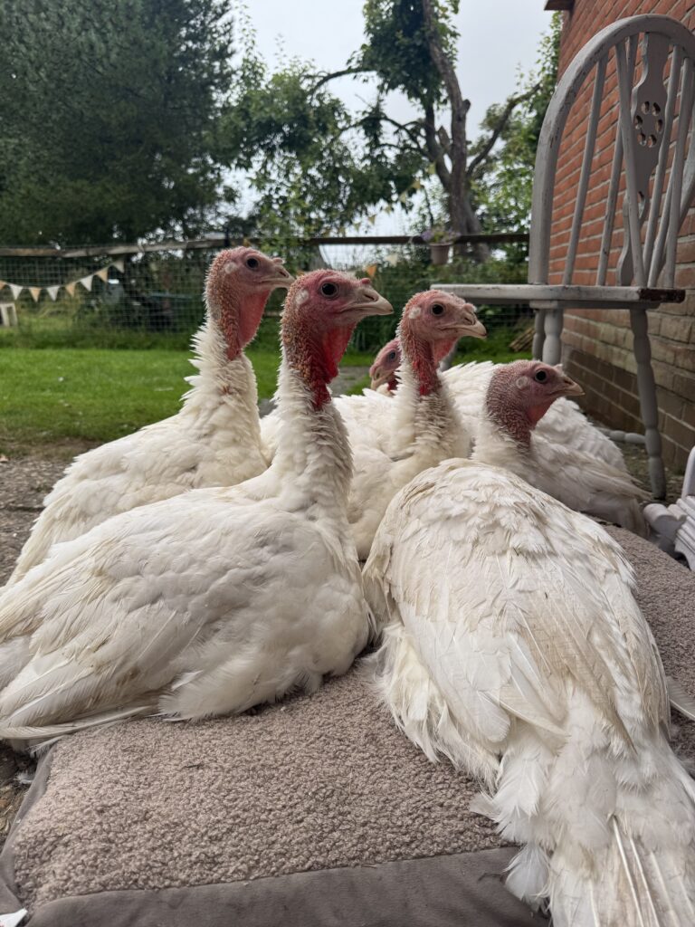 Lebenshof Schleswig-Holstein 78