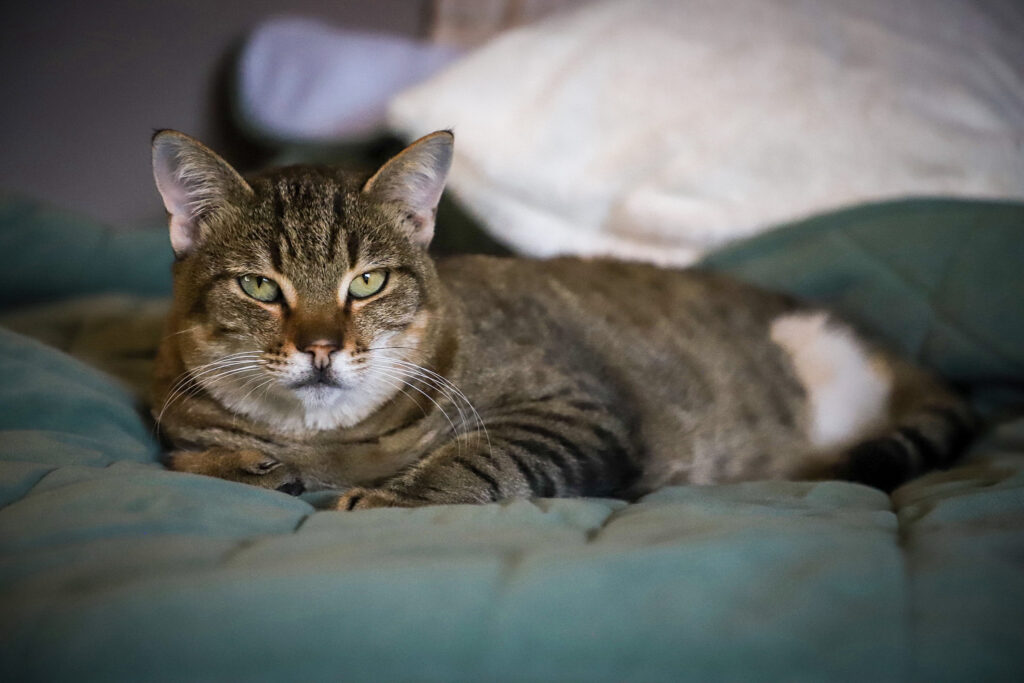 Lebenshof Schleswig-Holstein 12