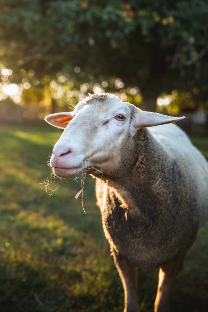 Lebenshof Schleswig-Holstein 19