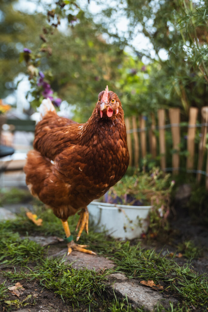 Lebenshof Schleswig-Holstein 21