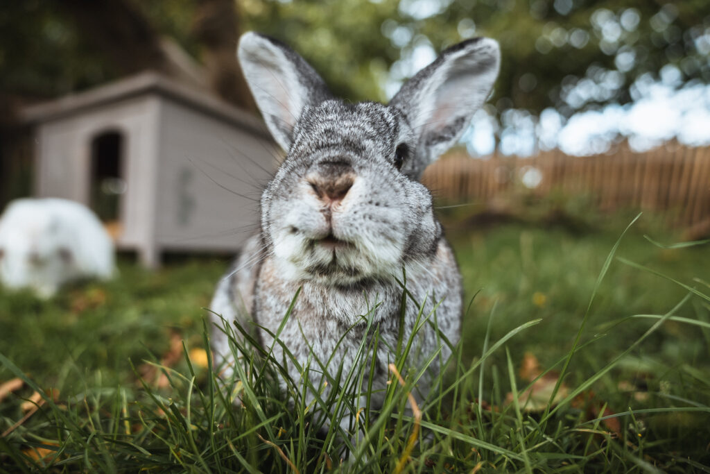 Lebenshof Schleswig-Holstein 68
