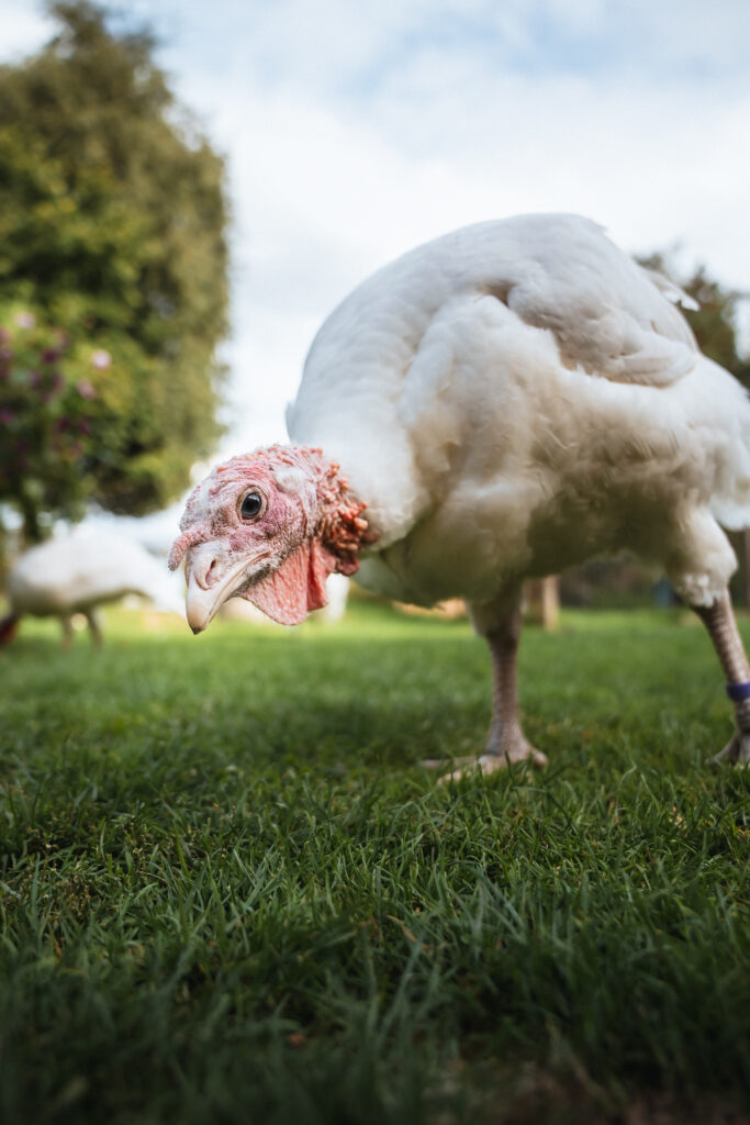 Lebenshof Schleswig-Holstein 98