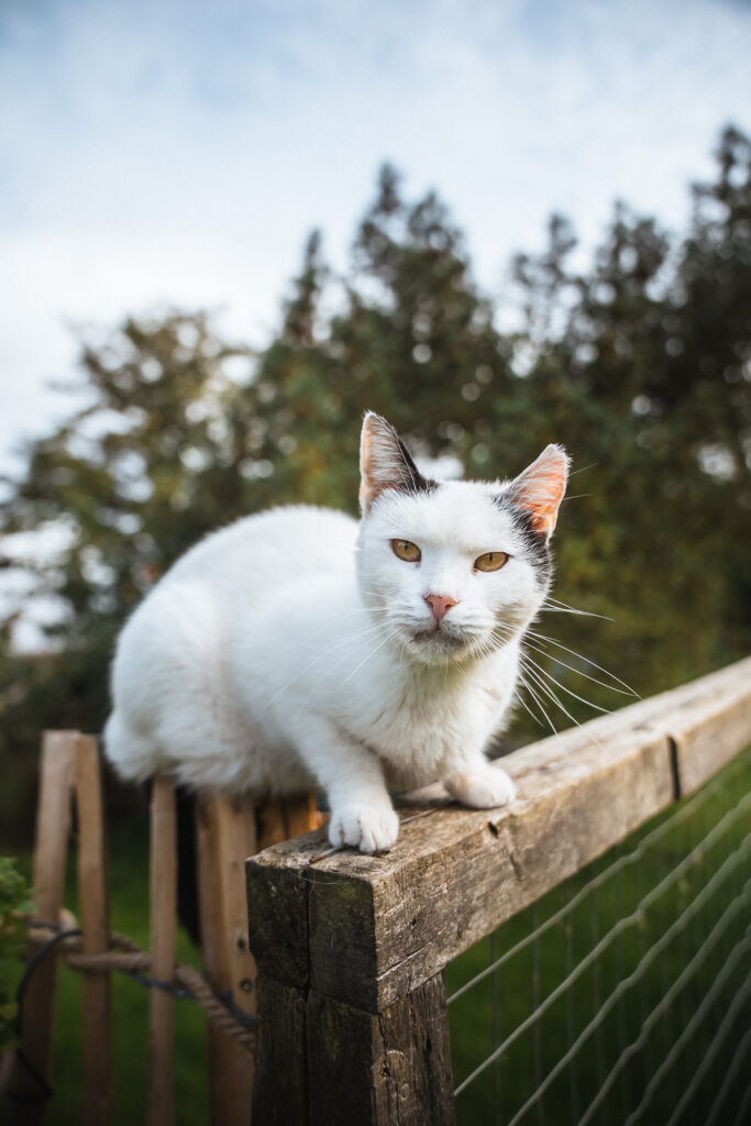 Lebenshof Schleswig-Holstein 10