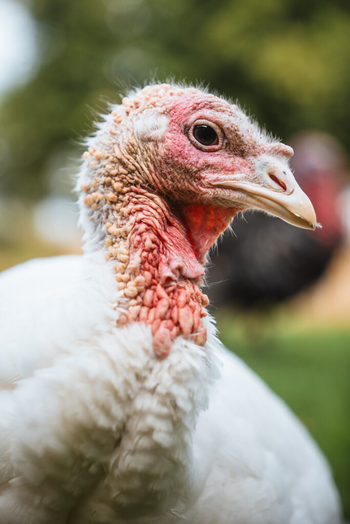 Lebenshof Schleswig-Holstein 96