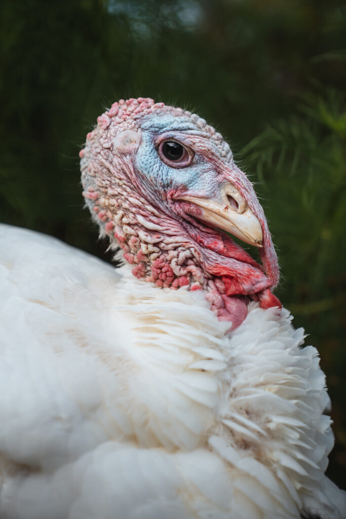 Lebenshof Schleswig-Holstein 90