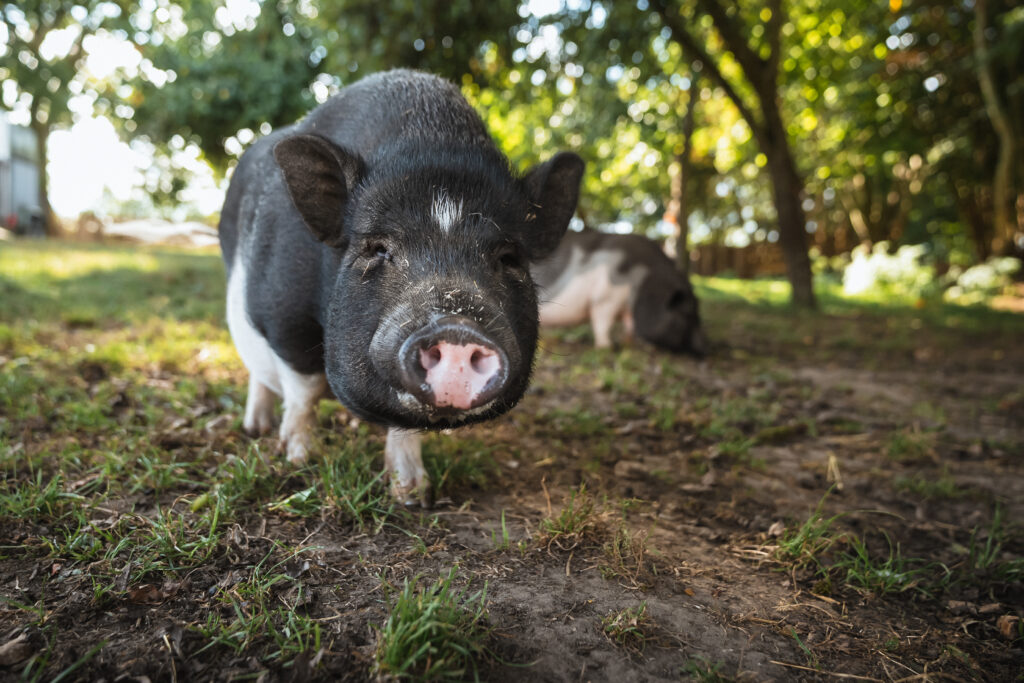 Gnadenhof Schleswig-Holstein 4 Lebenshof Schleswig-Holstein 3