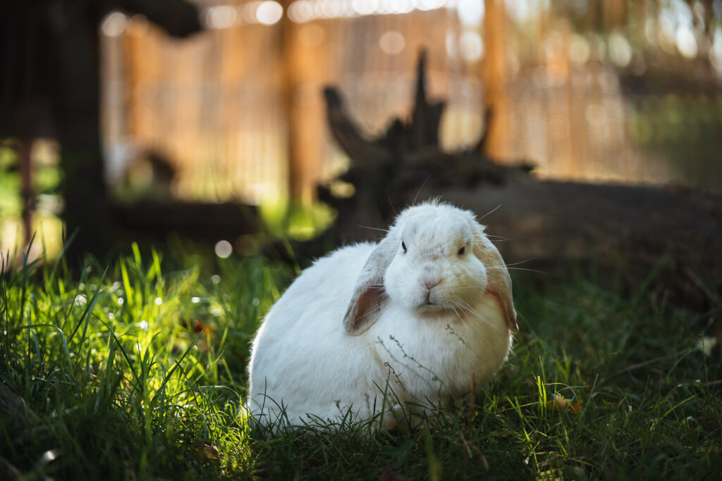 Lebenshof Schleswig-Holstein 66