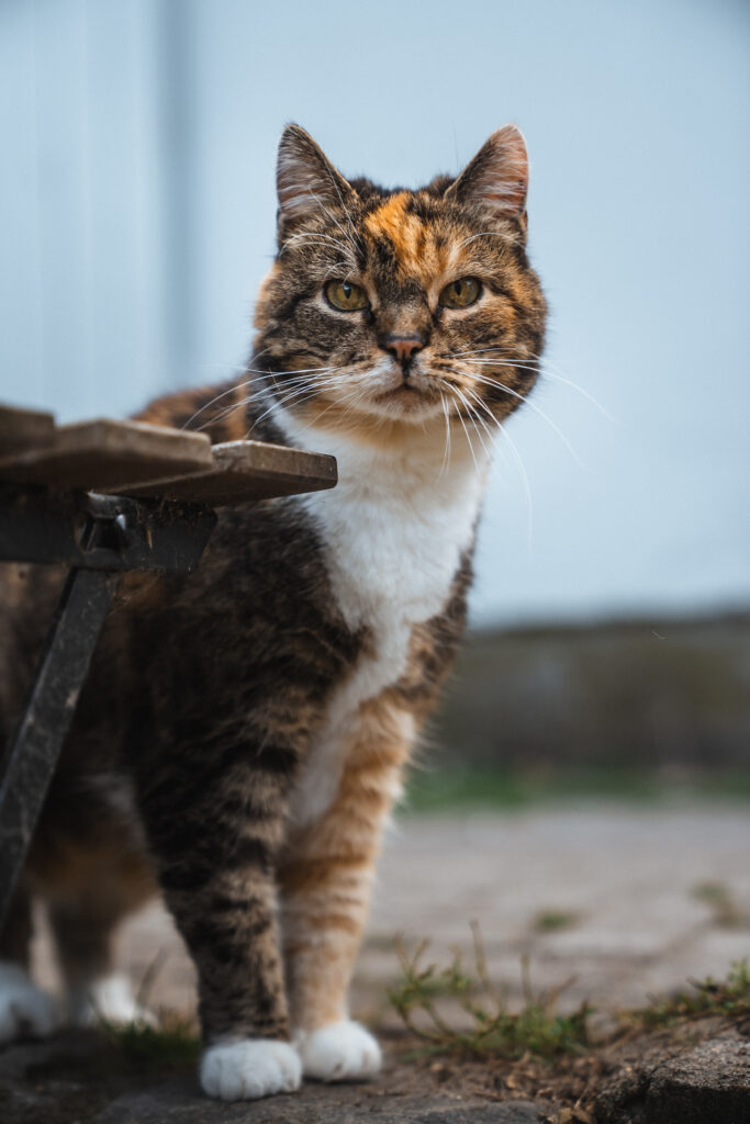 Lebenshof Schleswig-Holstein 8