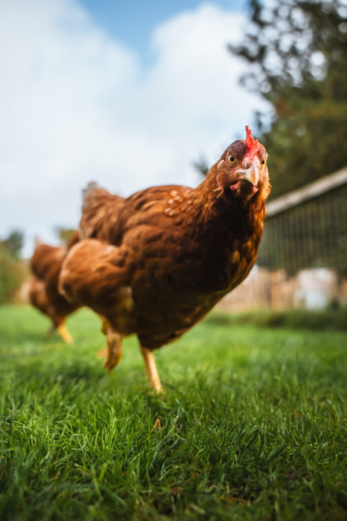 Lebenshof Schleswig-Holstein 142