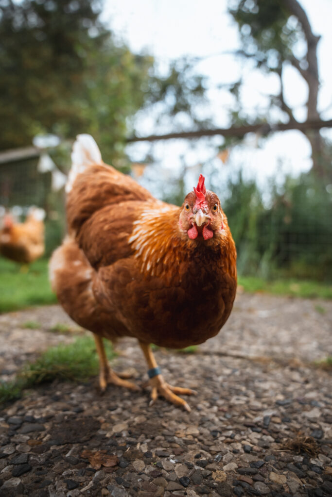 Lebenshof Schleswig-Holstein 134