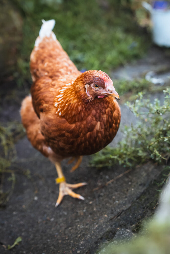 Lebenshof Schleswig-Holstein 136