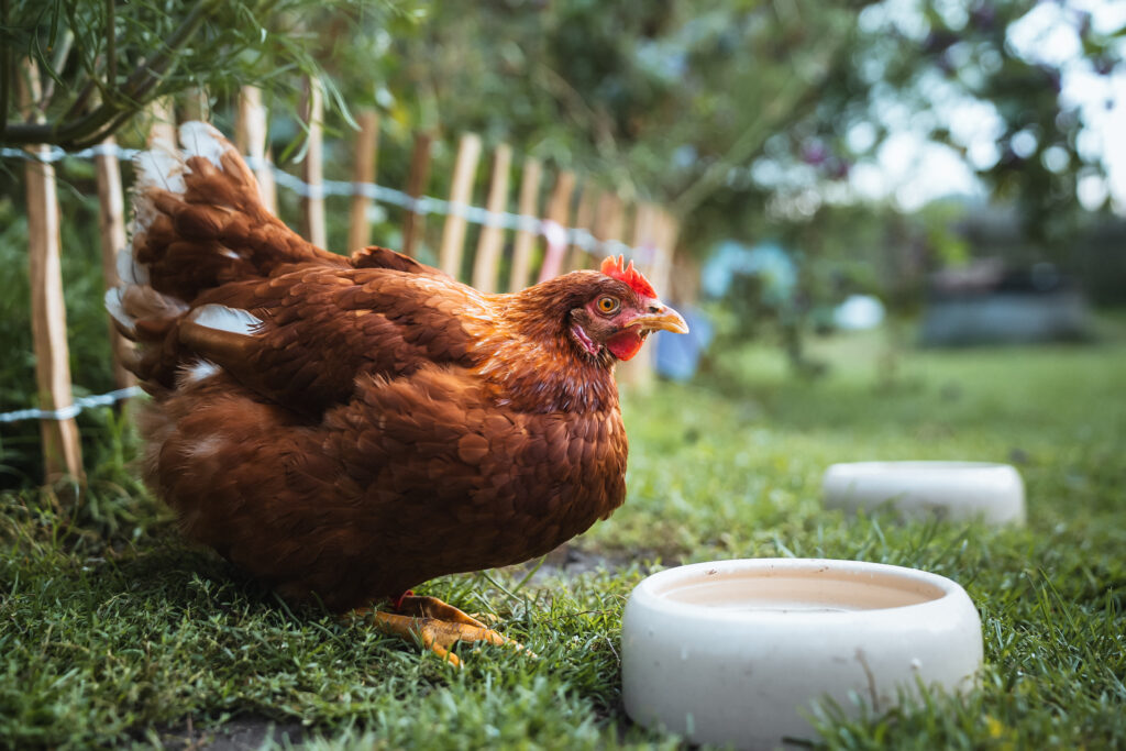 Lebenshof Schleswig-Holstein 140