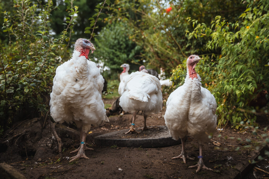 Lebenshof Schleswig-Holstein 74