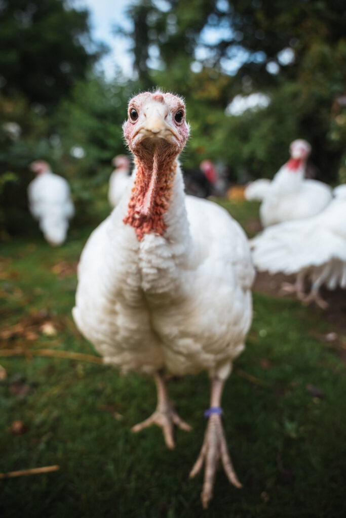 Lebenshof Schleswig-Holstein 92