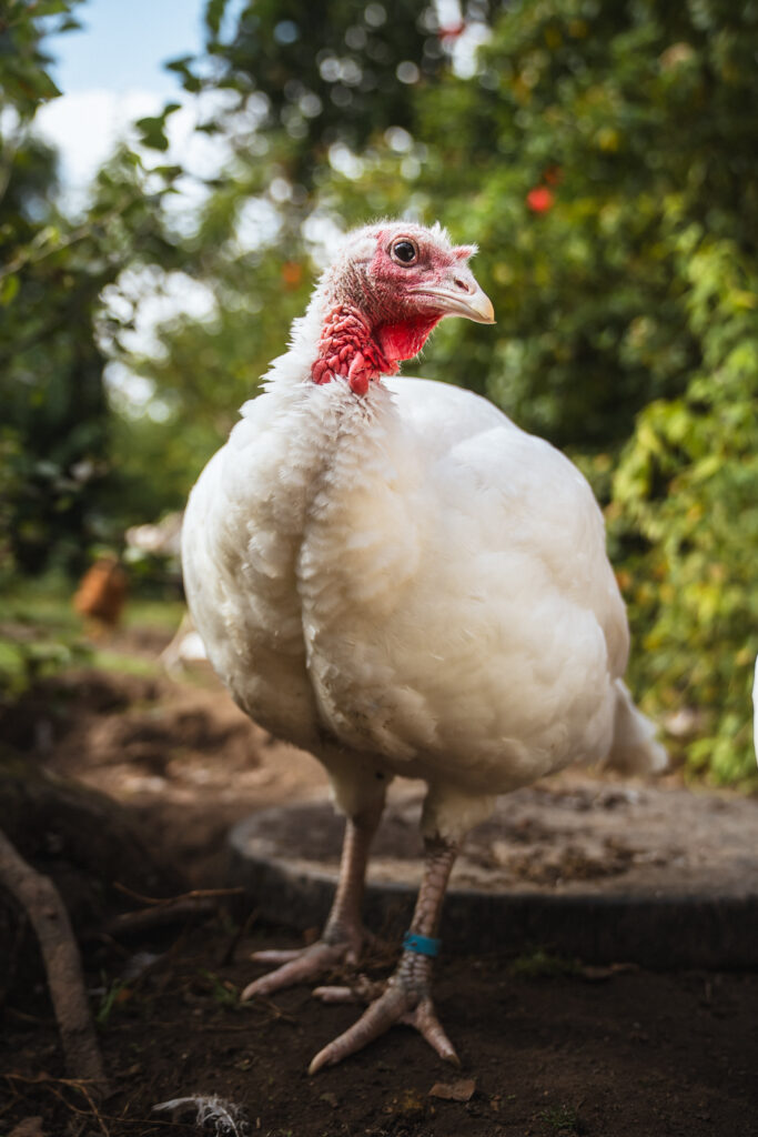 Lebenshof Schleswig-Holstein 94