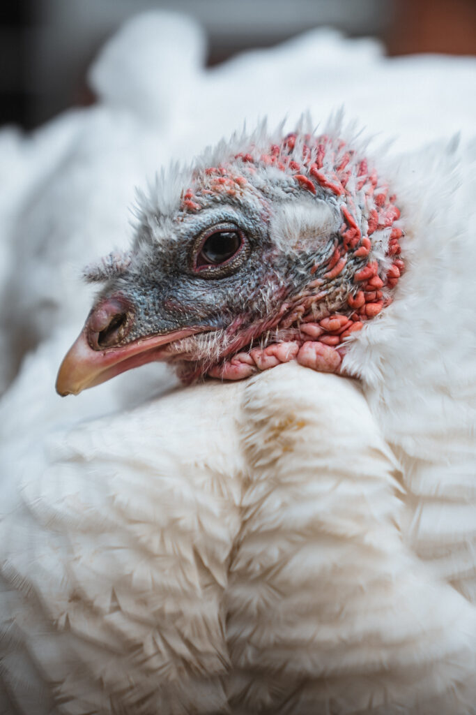 Lebenshof Schleswig-Holstein 88