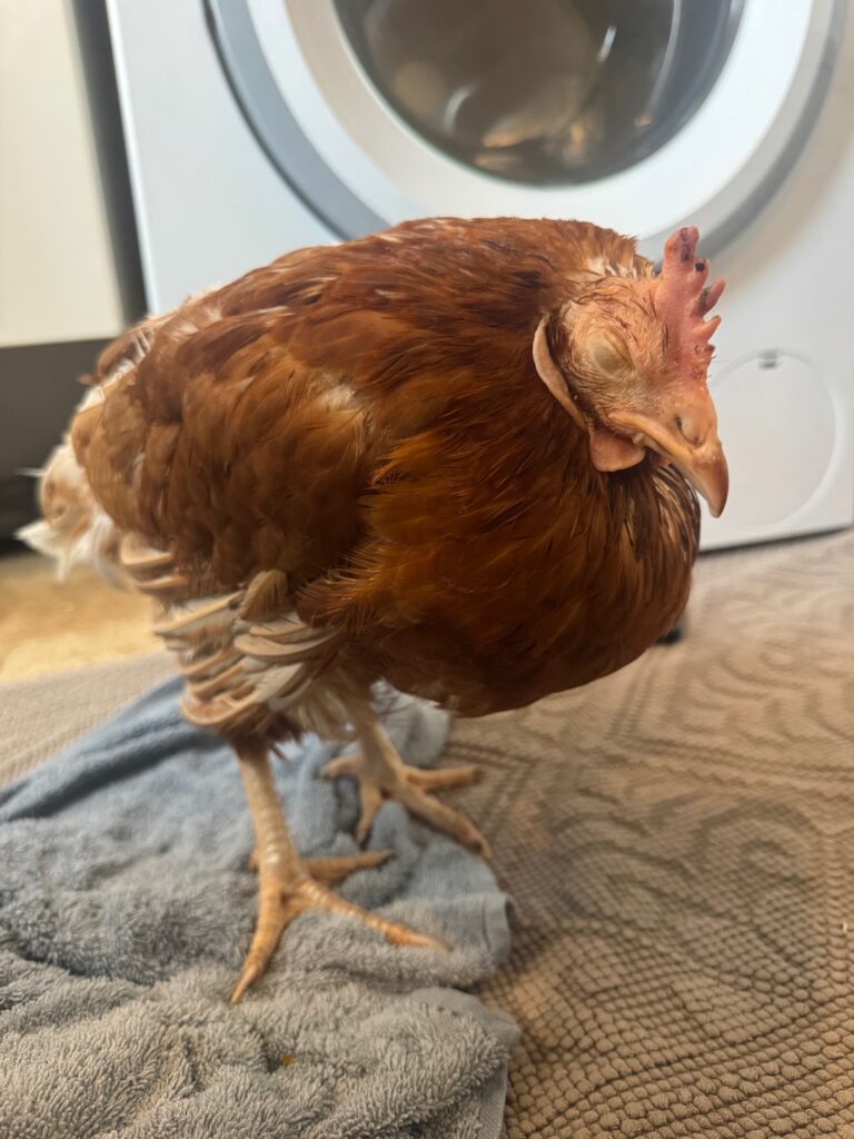 Lebenshof Schleswig-Holstein 150