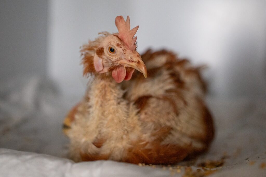 Lebenshof Schleswig-Holstein 146