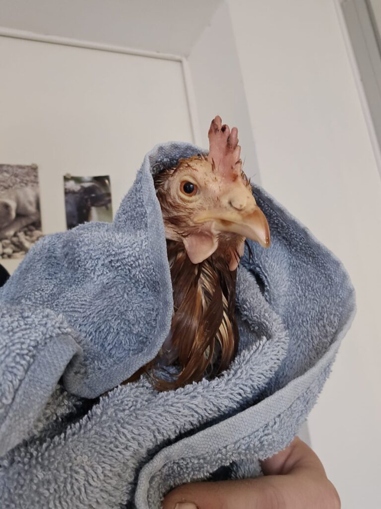 Lebenshof Schleswig-Holstein 152