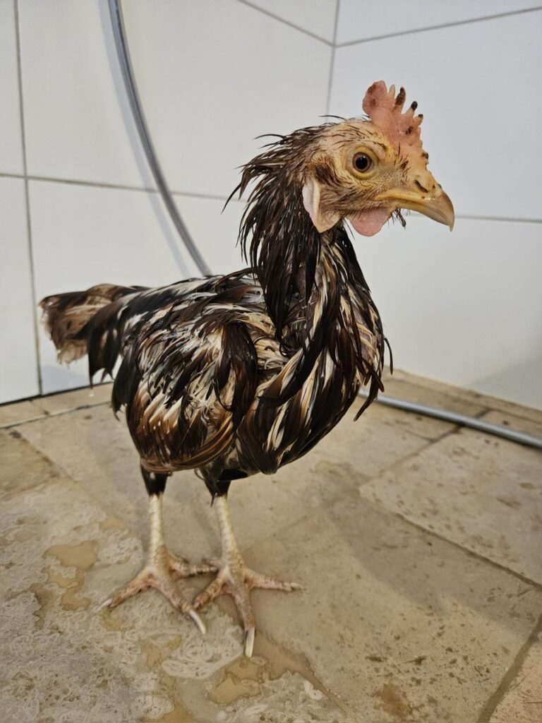 Lebenshof Schleswig-Holstein 148